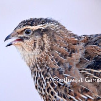 JMF Jumbo Brown – Adult Quail