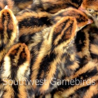 JMF Jumbo Brown – Adult Quail