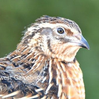JMF Jumbo Brown – Adult Quail