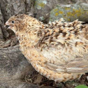 Jumbo Celadon – Adult Quail
