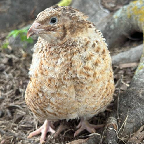 Jumbo Celadon – Adult Quail