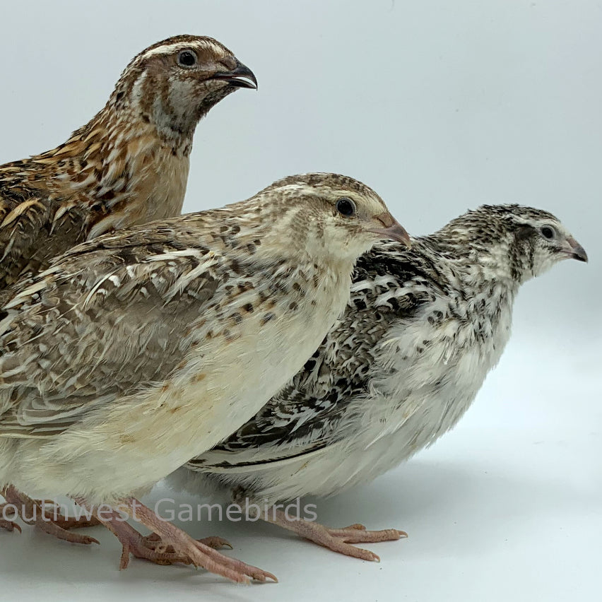 Hatchery's Choice – Adult Quail