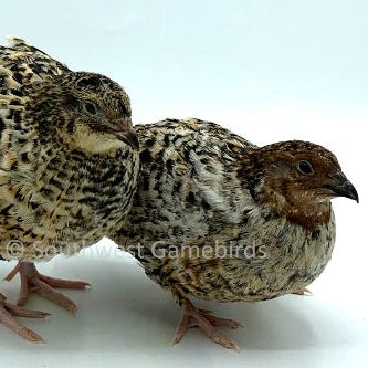 Jumbo Pansy – Adult Quail