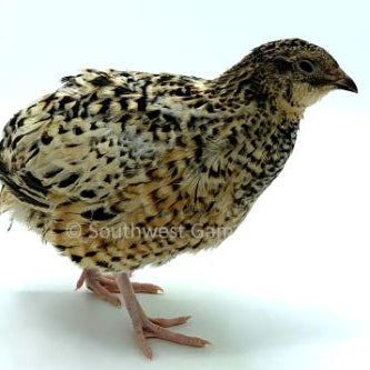 Jumbo Pansy – Adult Quail