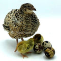 Jumbo Pansy – Adult Quail