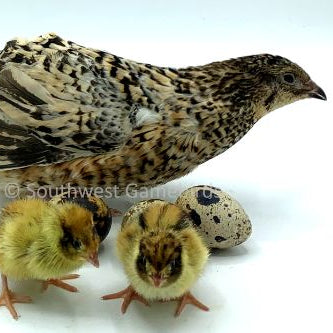 Jumbo Pansy – Adult Quail