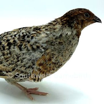 Jumbo Pansy – Adult Quail