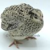 Hatchery's Choice – Adult Quail