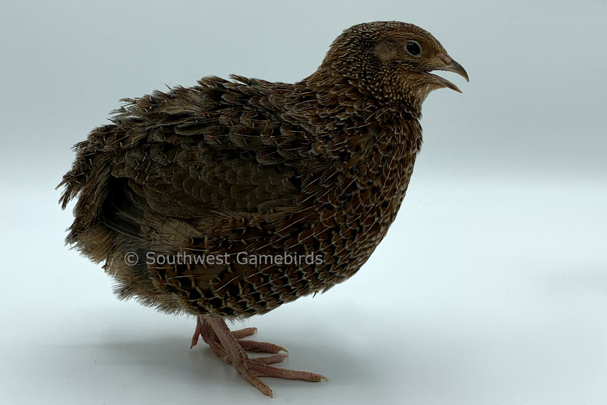Plumage Genetics – Southwest Gamebirds