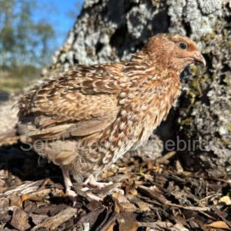Red Cardoon – Adult Quail