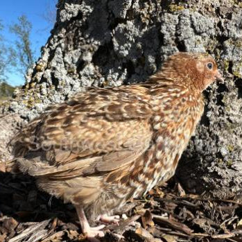 Red Cardoon – Adult Quail