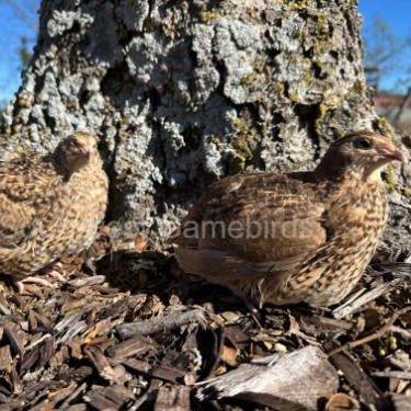 Red Cardoon – Adult Quail
