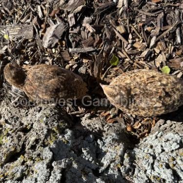 Red Cardoon – Adult Quail
