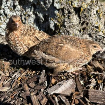 Red Cardoon – Adult Quail