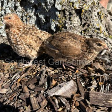Red Cardoon – Adult Quail