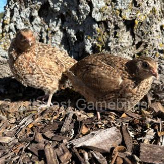 Red Cardoon – Adult Quail