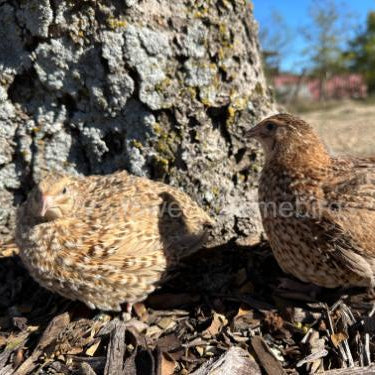 Red Cardoon – Adult Quail