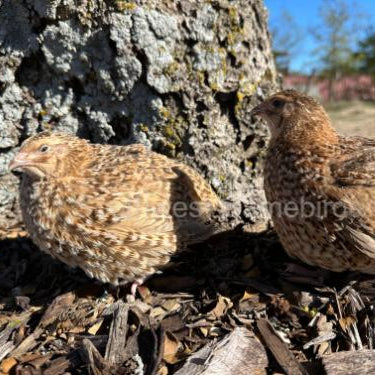 Red Cardoon – Adult Quail
