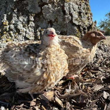 Jumbo Red Pansy – Adult Quail