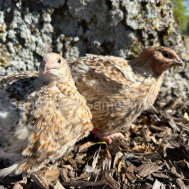 Jumbo Red Pansy – Adult Quail