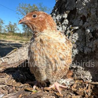 Jumbo Red Pansy – Adult Quail