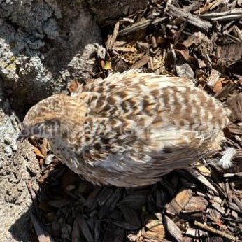 Jumbo Red Pansy – Adult Quail