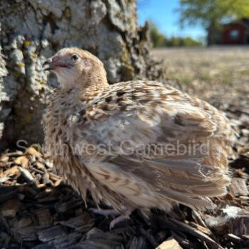 Jumbo Red Pansy – Adult Quail