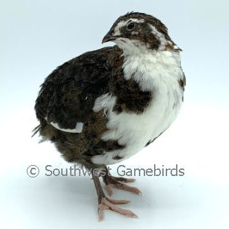 Celadon Layer (Blue Egger) – Adult Quail