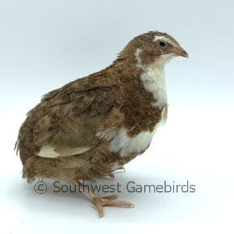 Celadon Layer (Blue Egger) – Adult Quail