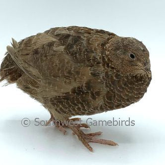 Celadon Layer (Blue Egger) – Adult Quail