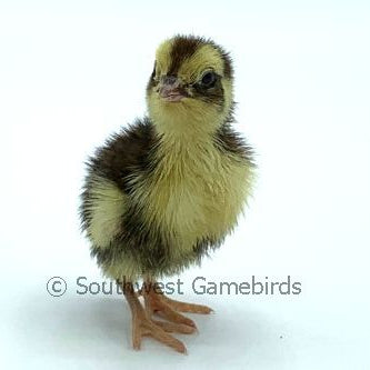 Celadon Layer (Blue Egger) – Adult Quail