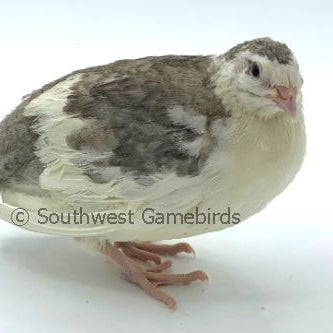 Hatchery's Choice – Adult Quail